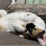 猫の巣窟