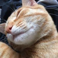 こたこ 会員画像