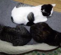 猫の親分 会員画像