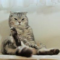 miicoco 会員画像