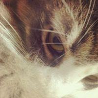 ボス猫丸さん