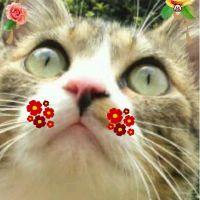 猫ニャンにゃあ子 会員画像