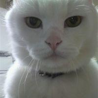 しろねこ 会員画像