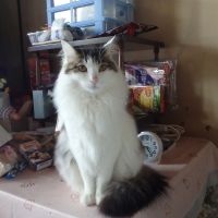 爺ちゃまさん