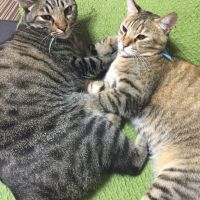 モモタロ 会員画像