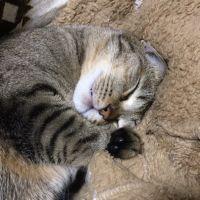 大吉ママ 会員画像