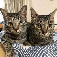 しぶーや 会員画像