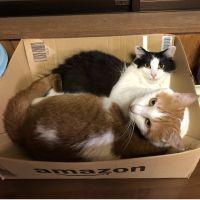 クロコラ 会員画像