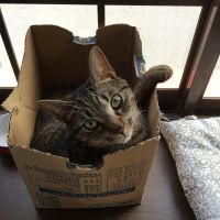 キニャ 会員画像