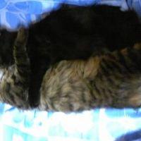 gatitos 会員画像