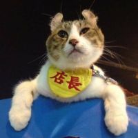 博多ニャンコ店長 会員画像
