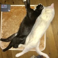 にゃんたにゃさん