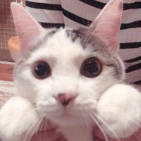 はちぶんぶん 会員画像