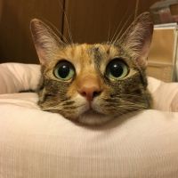 ふわじろう 会員画像