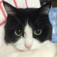 べほまずん 会員画像