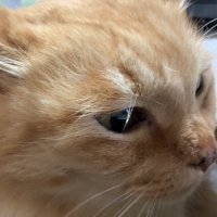 アコロ 会員画像