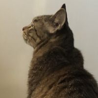 ヒヨコ大王さん