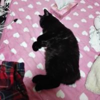 心虎コトラ 会員画像