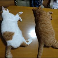 すざくまよ 会員画像