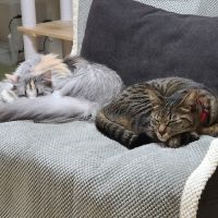 おかのひめ 会員画像