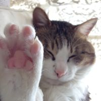 つよし改 会員画像