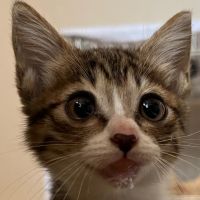 CHIHARU.Ohana 会員画像