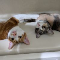 咲耶パパ 会員画像