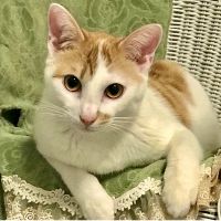 りこ88 会員画像