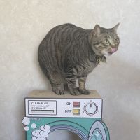 いぶぶさん