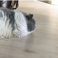 みたらし2さん