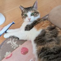 ねこまっすーさん