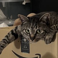 ねこねねさん