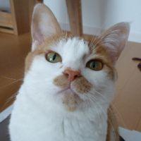 ららにゃんさん