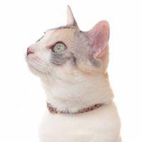 パピパピポポンさん