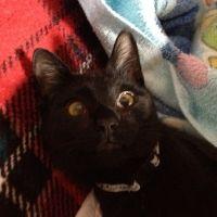 ジヴァ 会員画像