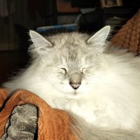 カントリーハウスさん