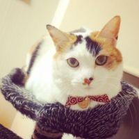 三毛猫のヒナの飼い主 会員画像