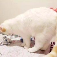 ネコちゃん神奈川 会員画像