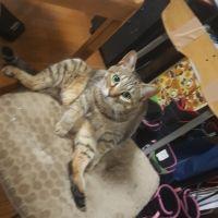 救急にゃんこ 会員画像