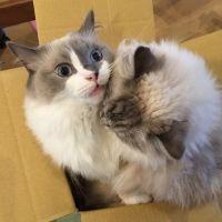 ぱぱまま 会員画像