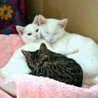しろぷぅ 会員画像