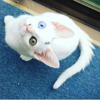 mihorin_cat 会員画像