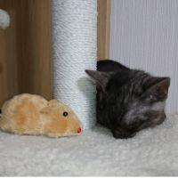 はるとしのパパ 会員画像