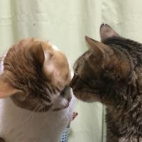 十兵衛ママ 会員画像