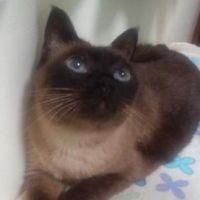 クラマル 会員画像