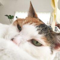 おうきんぐ 会員画像