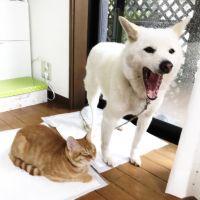 このはかや 会員画像