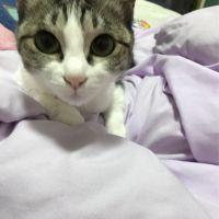 さくらふぶき 会員画像