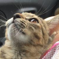 ゆちゅ 会員画像