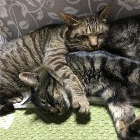 羊猫さん
